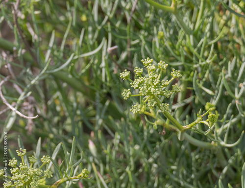 sea fennel plant in bloom outdoors Crithmum maritimum