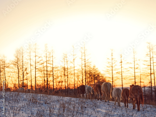 朝焼けと道産子