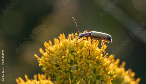A Longhorn Beetle Rests on a Yellow Flower.