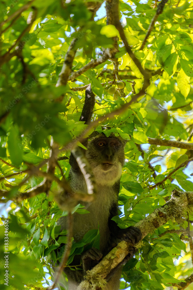 Fototapeta premium Wildlife Kenia Ukunda Diani