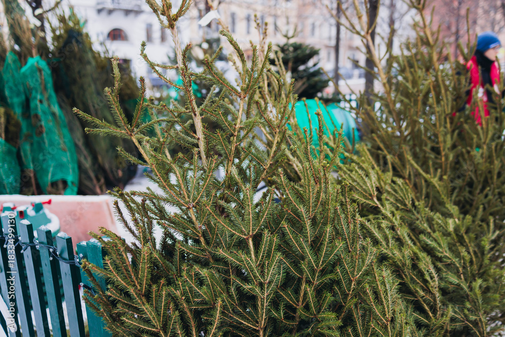 Fototapeta premium Selection of green Christmas trees in pots for sale on the street, Fraser fir and Nordmann fir tree outdoor kiosk bazaar lot, spruce tree bunch in the the farm market urban shop in holiday season
