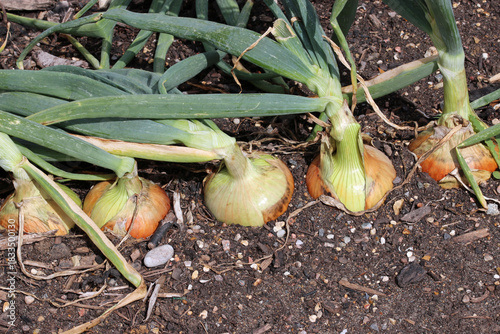Row of five onions in close up in a vegetable garden
