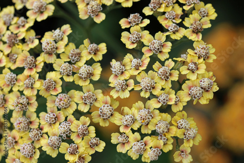 Yellow ornamental yarrow flowers in close up