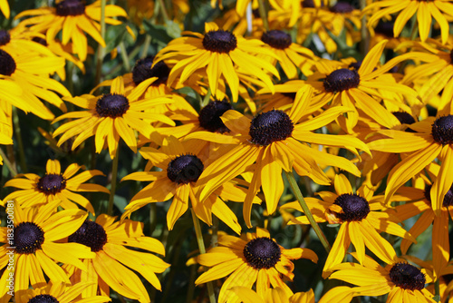 Yellow Rudbeckia coneflower flowers in close up
