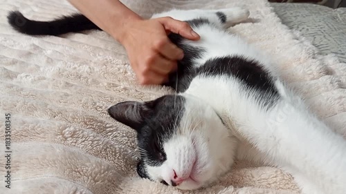 A black and white cat stretches and relaxes on a soft beige blanket. The cozy texture and peaceful pose capture a moment of calm domestic comfort