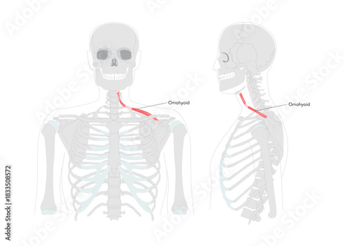 Omohyoid - Neck strap muscle illustrated in labeled diagram, depresses and retracts hyoid bone, involved in neck tension regulation, vital for anatomy and physiology learning