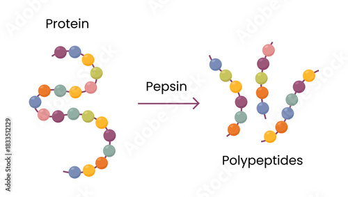 Vector Illustration of pepsin enzyme effect on protein molecule	