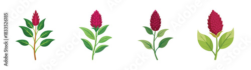 Illustration of celosia cristata flowers, cockscomb plant, vibrant red blooms and green leaves isolated on white