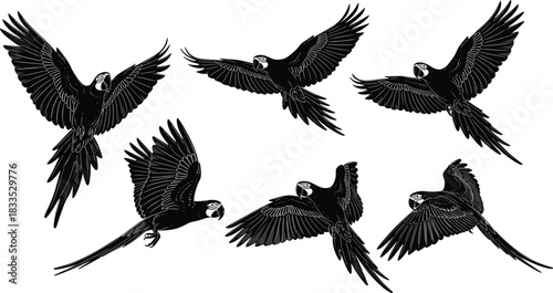 Set of six macaw parrot bird silhouettes flying with wings spread, black and white vector illustration in various flight poses, tropical animal, wildlife, and exotic theme elements