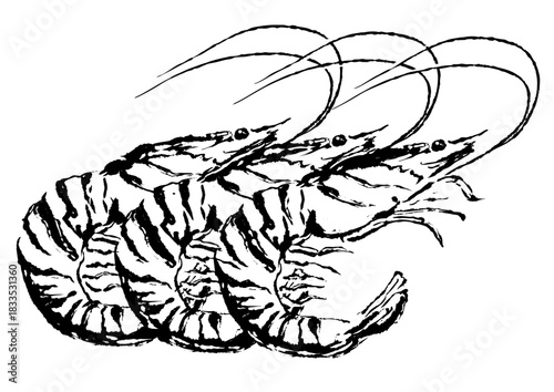 エビの墨絵イラスト