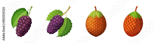 Illustration of purple mulberries and orange cones with leaves for botanical education use