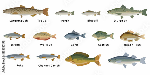 Collection of freshwater fish species with labels on a white background