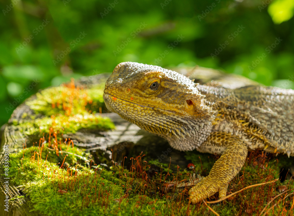Obraz premium Beautiful portrait of an agama lizard with skin texture