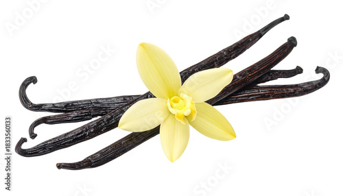 Several vanilla beans, dark brown and textured, topped with a pale yellow, star-shaped vanilla flower, set against black