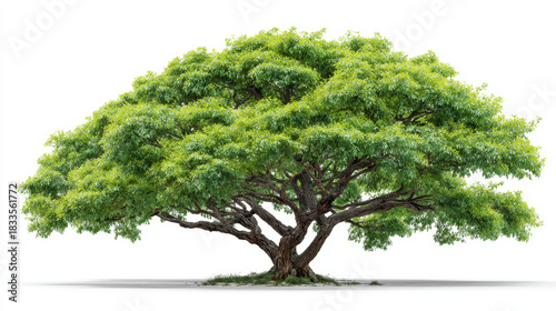 Lush green broadleaf tree with sprawling canopy and textured trunk providing shade and serene natural atmosphere, isolated on white background with visible roots and grass