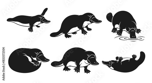 Collection of Six Black Silhouette Illustrations of Platypus in Various Poses.