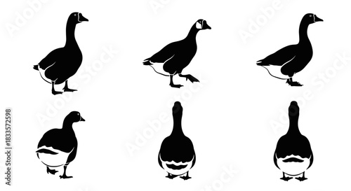 Set of Canada Goose Silhouettes in Various Poses.