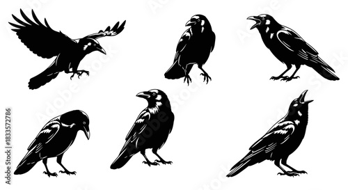 Collection of Black Crows in Various Poses and Actions.