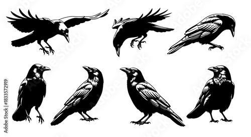 Collection of detailed black ink crow illustrations in various poses.