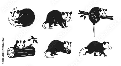 Collection of Opossum Illustrations in Various Poses and Settings.