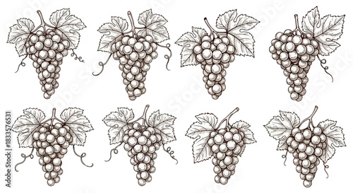 Grapes bunches with leaves