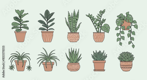 Potted plants collection in terracotta pots