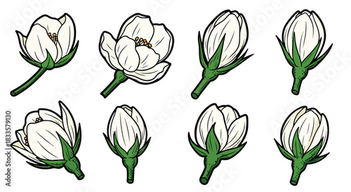 White jasmine flowers with transparent background