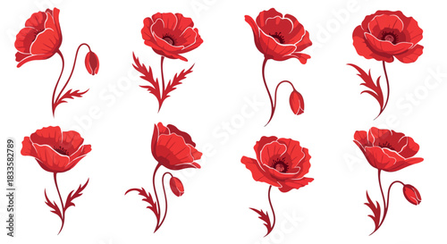 Red poppy flowers isolated with transparent background