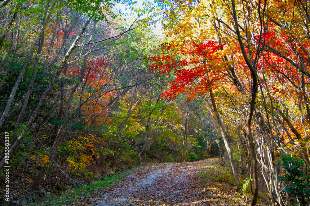 Obraz premium A path that feels autumnal with nature in the forest