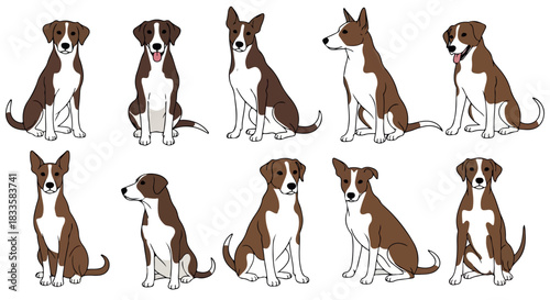 Brown and white dog poses collection with transparent background