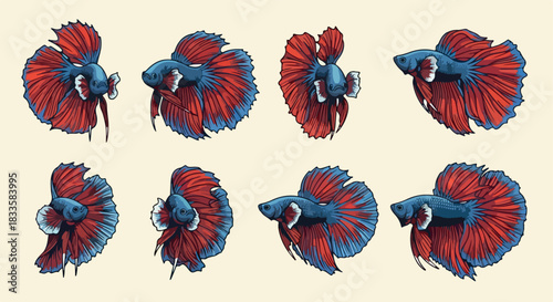 Red and blue betta fish collection