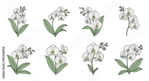 White orchid flowers collection with transparent background