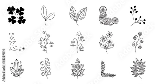 Collection of Hand-Drawn Botanical Illustrations and Decorative Elements.