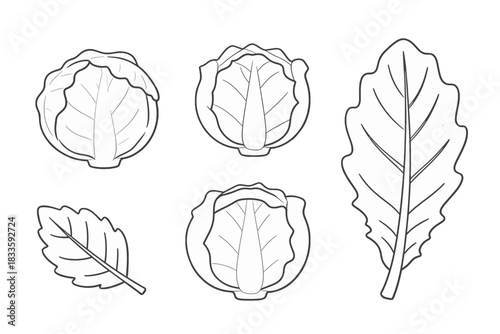 Cabbage and Kale Leaves Vector Illustration