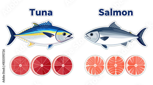 Tuna and Salmon Fish Comparison Flat Illustration