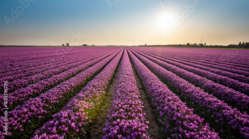 A vast expanse of vibrant purple flowers stretches out under a serene sunset, creating a mesmerizing display of nature's beauty.