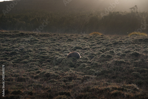 Tableau sur toile Tasmania, Australia: Wild common wombat grazing in tussock grass at Ronny Creek, Cradle Mountain National Park