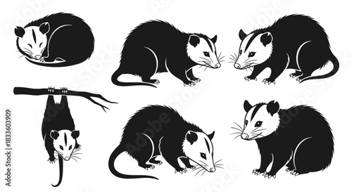 Collection of Opossum Poses and Actions in Silhouette Style.
