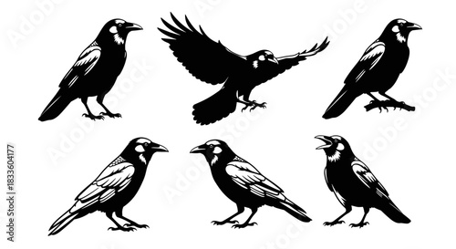 Collection of Six Black Crows in Various Poses and Actions.