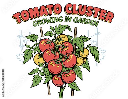 Tomato Cluster Garden Label.Retro Growing Tomato Vine.Farm Fresh Tomato Emblem.Vintage Garden Harvest Design.Red and Yellow Tomato Patch