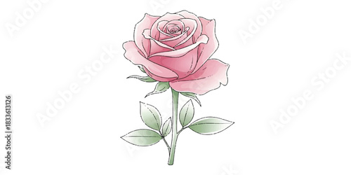 A beautifully crafted digital rose illustration with smooth outlines and soft gradient color