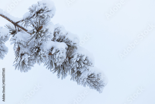 Winter background - fluffy pine branches covered with snow against the sky, bottom view up