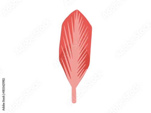 Rectus Femoris Muscle Cells
