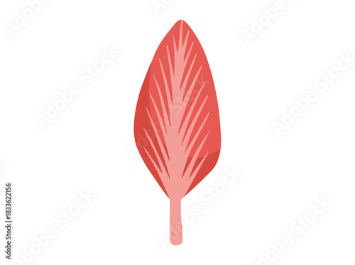 Bipennate Muscle Cells
