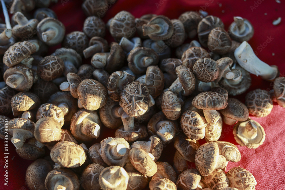 Obraz premium Large pile of fresh raw shiitake mushroom ingredient on display. group of natural brown fungus vegetable, healthy, organic food with rich, earthy feeling