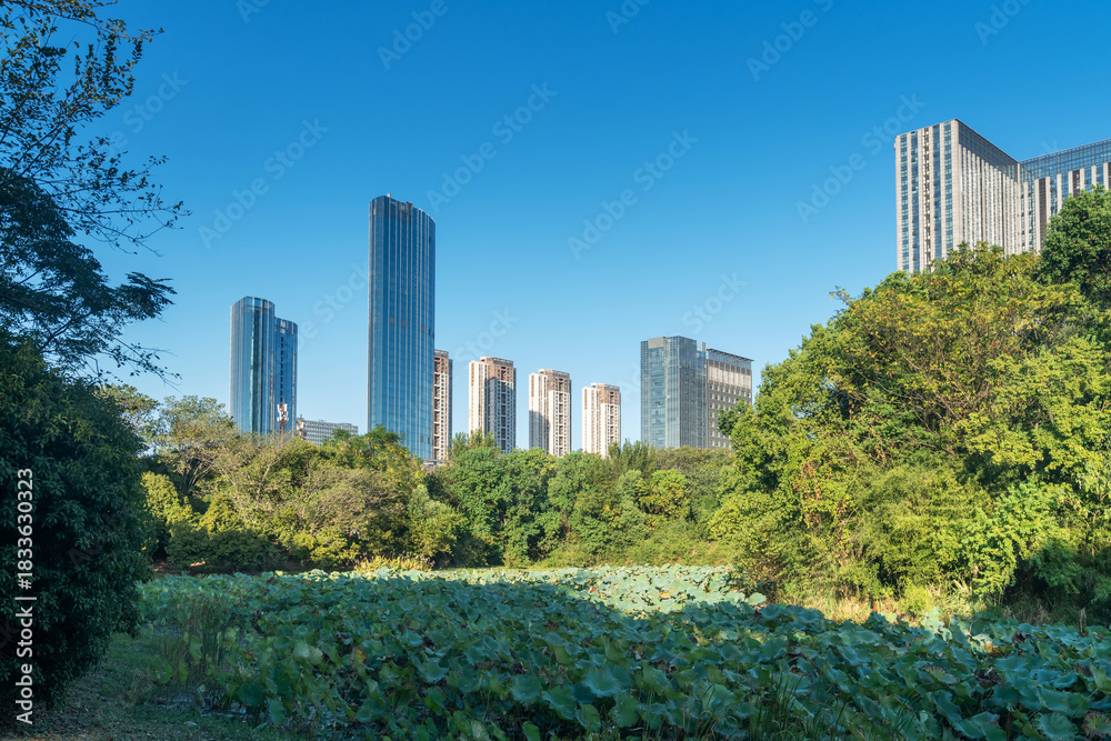Fototapeta premium city park with modern building background in shanghai