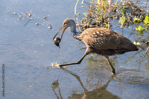 Limpkin (Aramus guarauna) holding an apple snail (Pomacea spp.) in its beak , Sugar Land, Texas