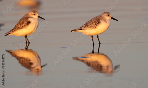 Sanderling (Calidris alba) feeding on a sandy beach at sunset in Galveston, Texas, with a stunning mirror reflection in shallow water. 