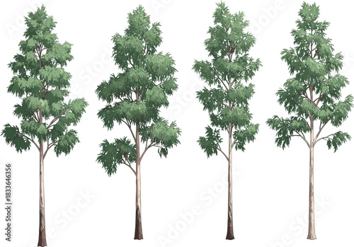 Tall forest trees with slim trunks and green leaves, natural woodland illustration, detailed botanical elements for outdoor landscape design