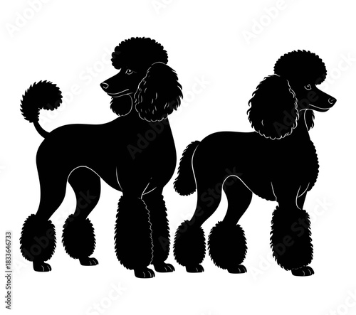 Black Poodle dog silhouette vector illustration isolated